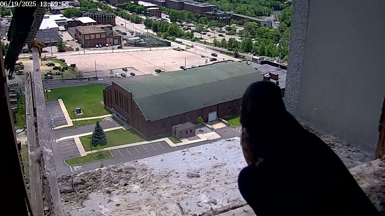 A peregrine falcon perched on a ledge overlooks a large brick building and a parking lot on a sunny day.