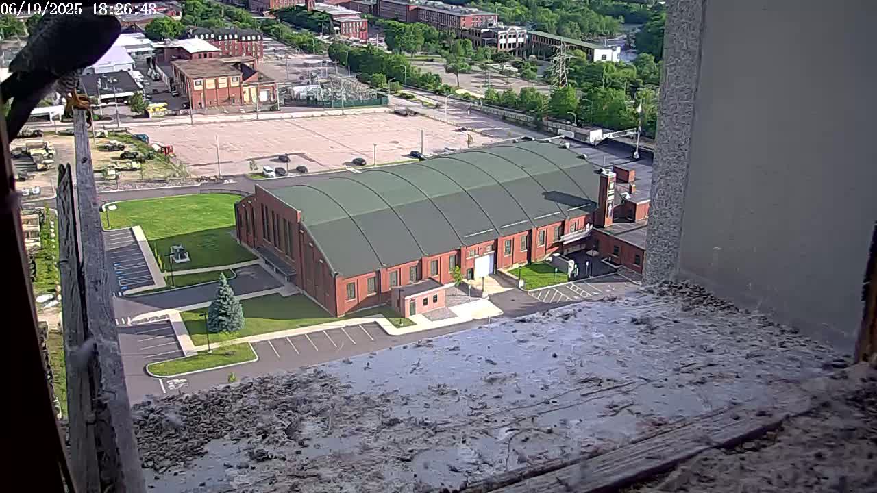 New Hampshire , Manchester City Skyline & Falcons Life Live Cam 2 - Manchester, Hillsborough, New Hampshire, USA