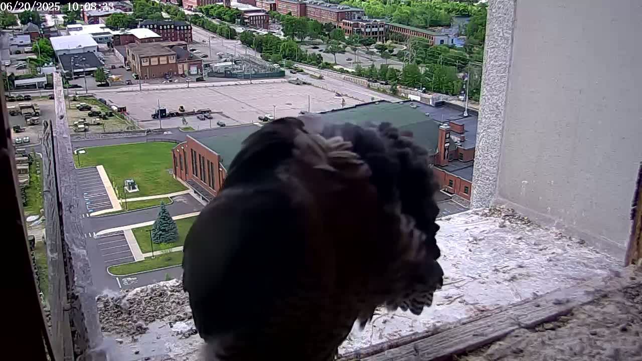 A dark-colored bird of prey is seen from behind, perched on a window ledge overlooking a city with a parking lot and grassy areas on a sunny day.