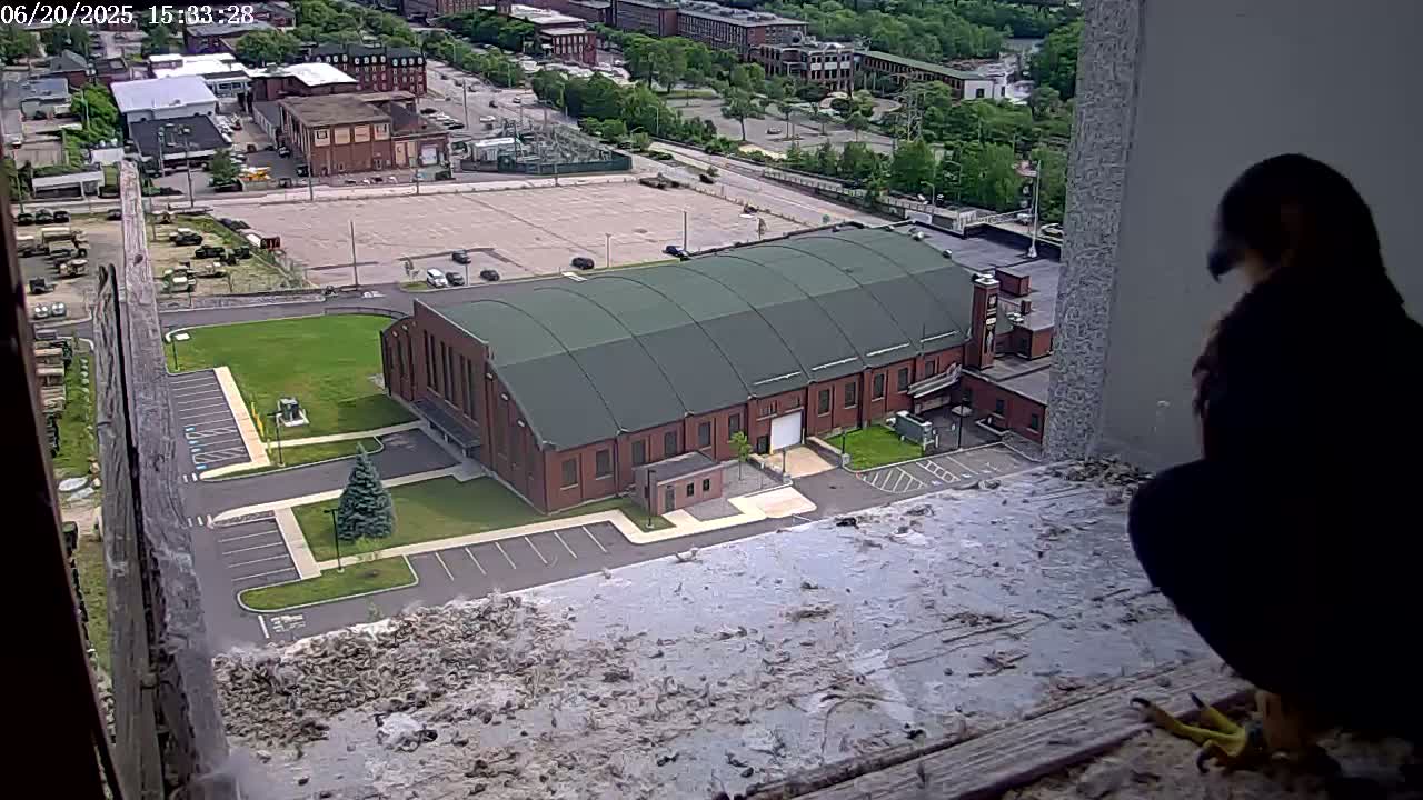 New Hampshire , Manchester City Skyline & Falcons Life Live Cam 2 - Manchester, Hillsborough, New Hampshire, USA