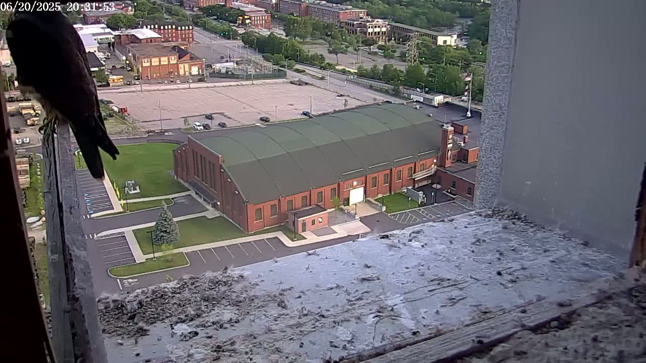 New Hampshire , Manchester City Skyline & Falcons Life Live Cam 2 - Manchester, Hillsborough, New Hampshire, USA