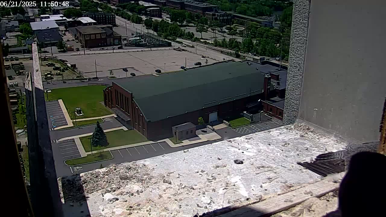 A bird sits on a ledge overlooking a large brick building and a parking lot on a sunny day.