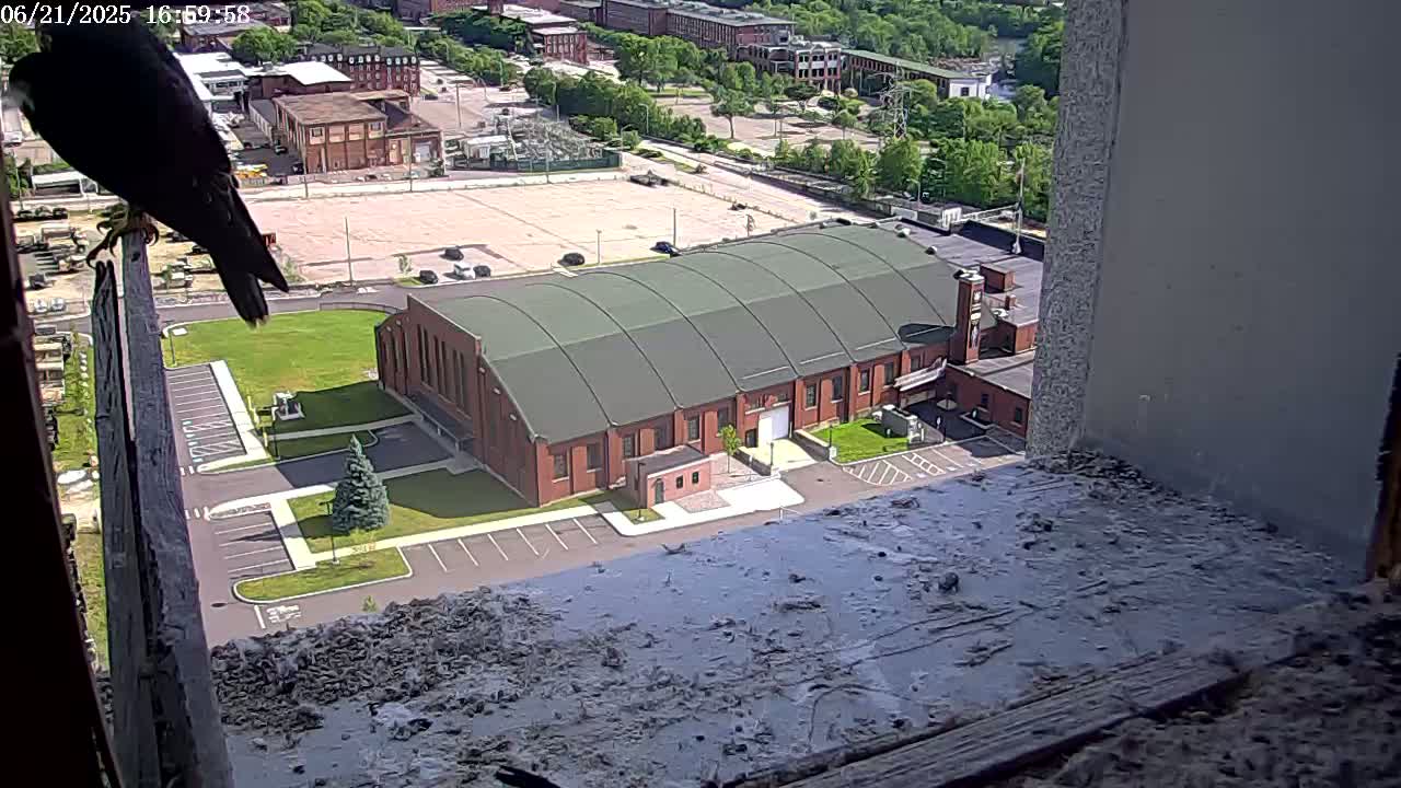 New Hampshire , Manchester City Skyline & Falcons Life Live Cam 2 - Manchester, Hillsborough, New Hampshire, USA