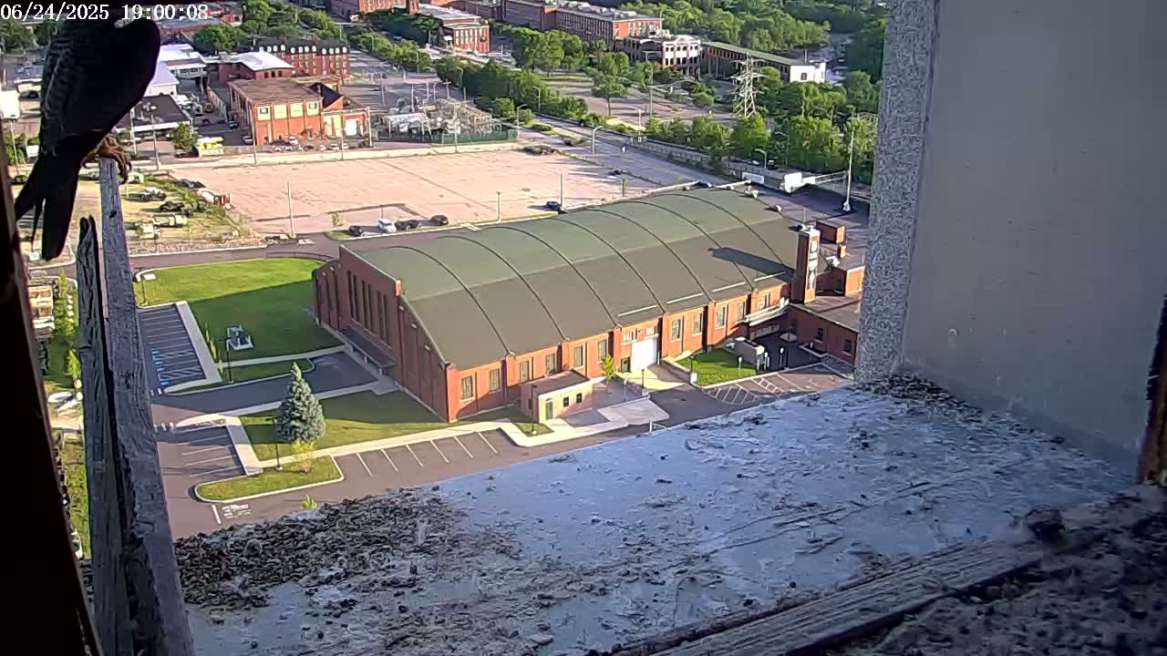 New Hampshire , Manchester City Skyline & Falcons Life Live Cam 2 - Manchester, Hillsborough, New Hampshire, USA