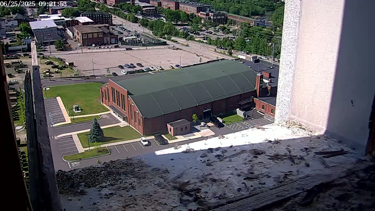 New Hampshire , Manchester City Skyline & Falcons Life Live Cam 2 - Manchester, Hillsborough, New Hampshire, USA