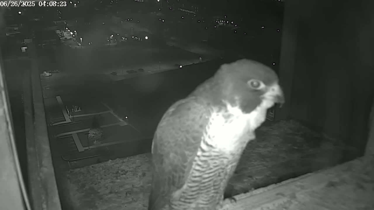 A peregrine falcon is perched on a ledge at night, overlooking a dimly lit cityscape.
