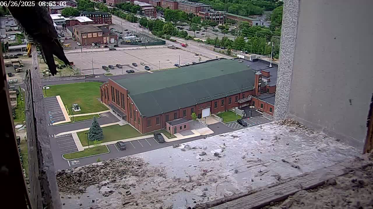 New Hampshire , Manchester City Skyline & Falcons Life Live Cam 2 - Manchester, Hillsborough, New Hampshire, USA