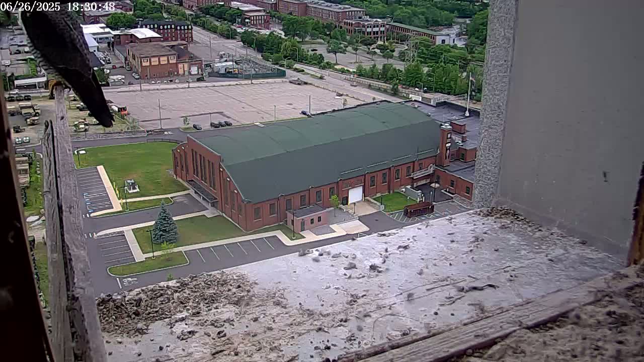 New Hampshire , Manchester City Skyline & Falcons Life Live Cam 2 - Manchester, Hillsborough, New Hampshire, USA