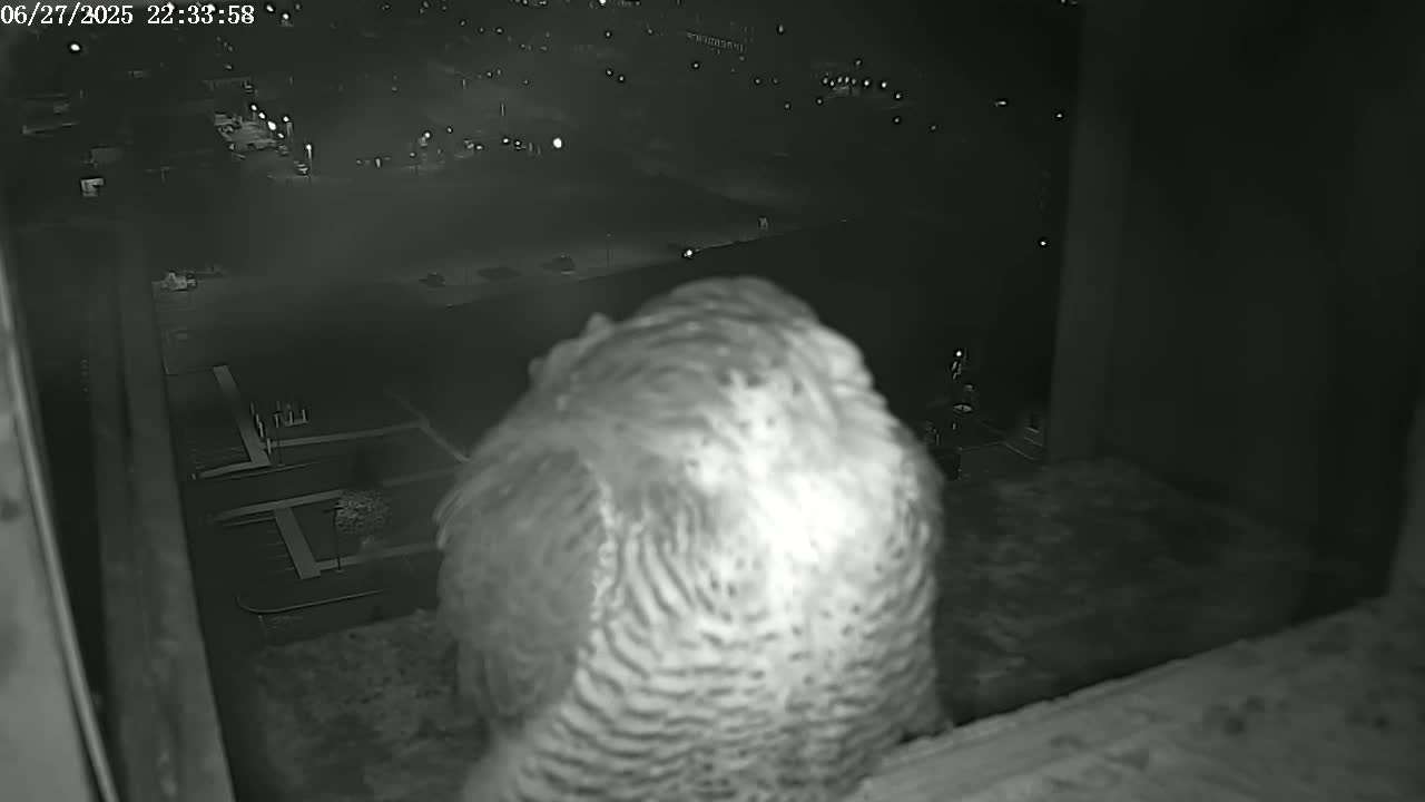 New Hampshire , Manchester City Skyline & Falcons Life Live Cam 2 - Manchester, Hillsborough, New Hampshire, USA