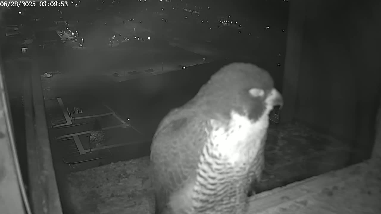 A peregrine falcon perches at night on a ledge overlooking a dimly lit city.