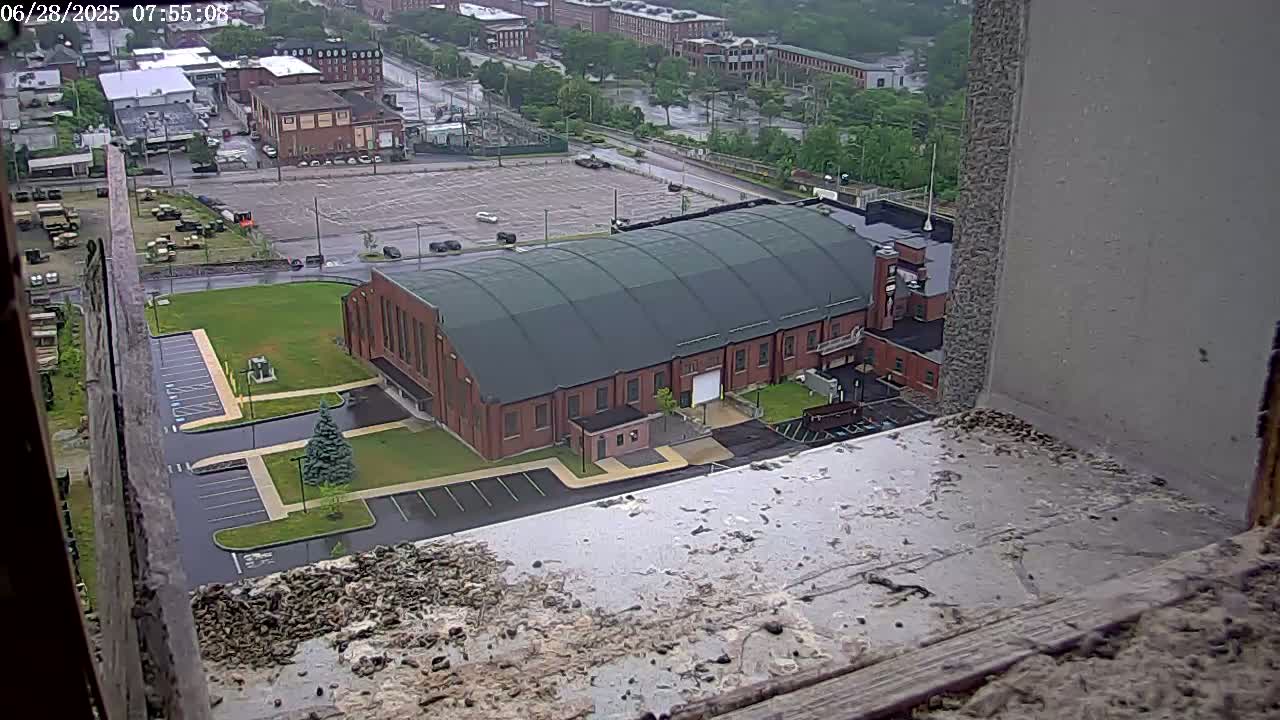 New Hampshire , Manchester City Skyline & Falcons Life Live Cam 2 - Manchester, Hillsborough, New Hampshire, USA