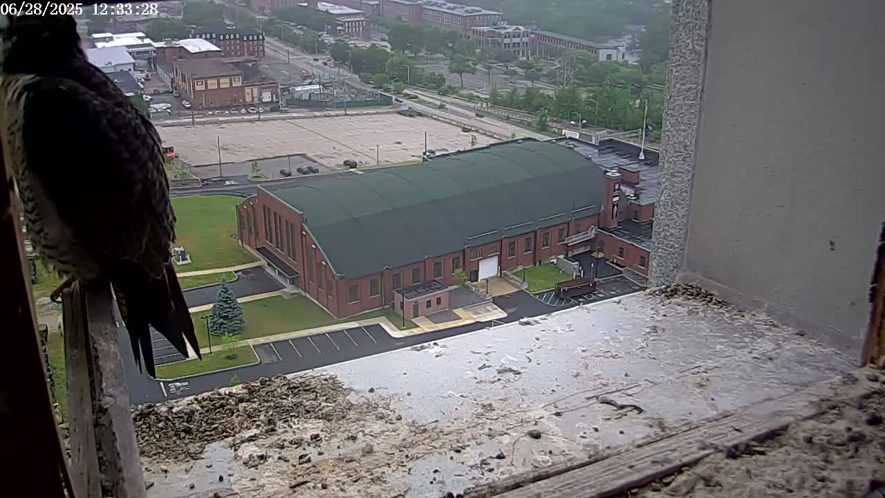 New Hampshire , Manchester City Skyline & Falcons Life Live Cam 2 - Manchester, Hillsborough, New Hampshire, USA