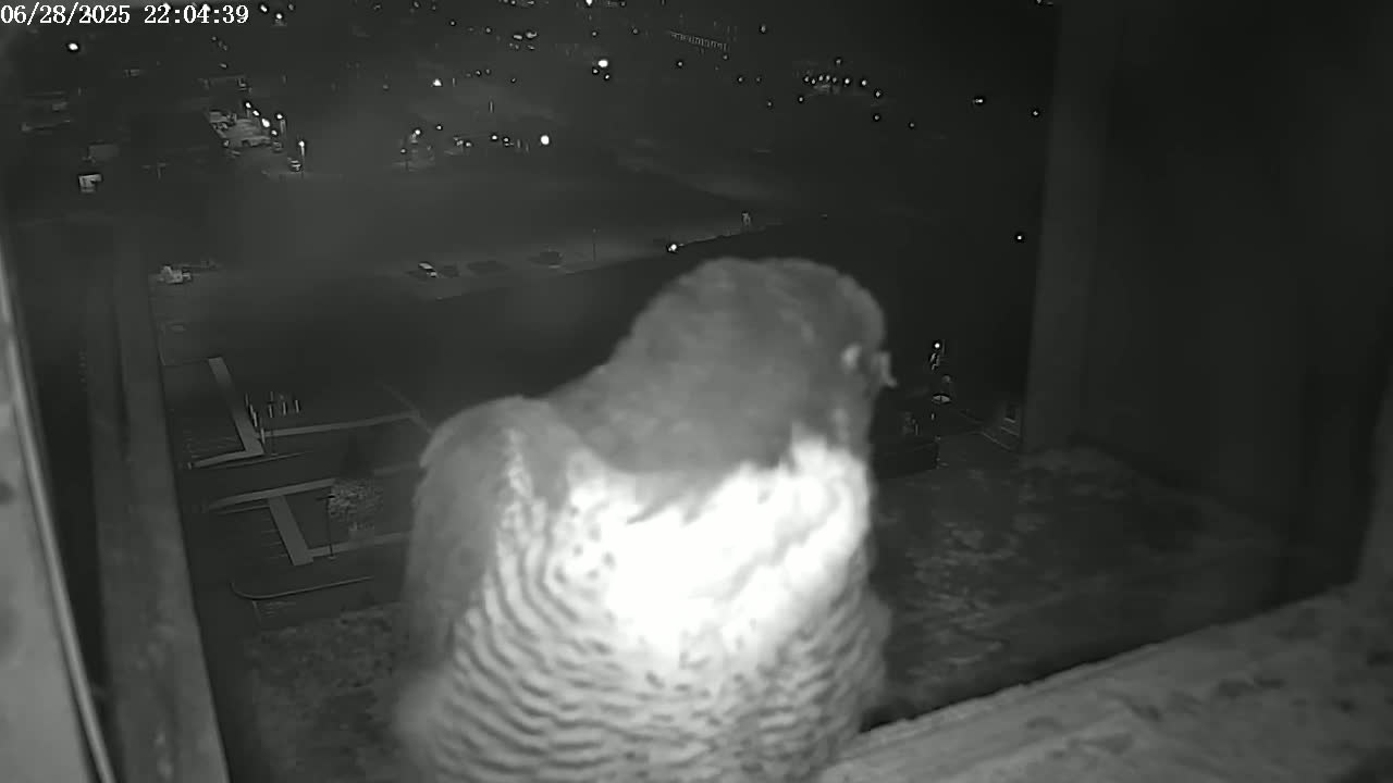 New Hampshire , Manchester City Skyline & Falcons Life Live Cam 2 - Manchester, Hillsborough, New Hampshire, USA