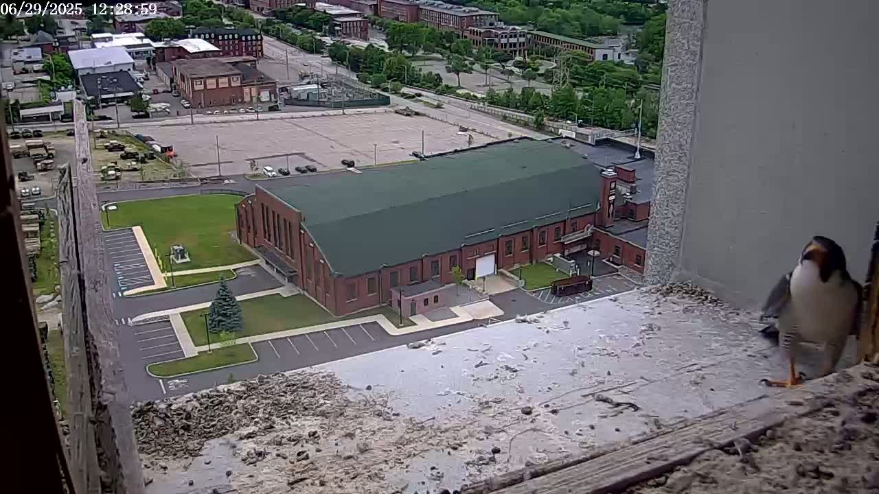 New Hampshire , Manchester City Skyline & Falcons Life Live Cam 2 - Manchester, Hillsborough, New Hampshire, USA