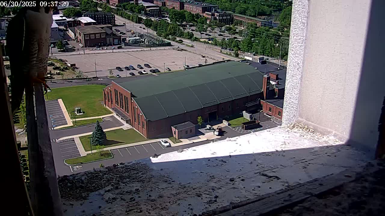 New Hampshire , Manchester City Skyline & Falcons Life Live Cam 2 - Manchester, Hillsborough, New Hampshire, USA