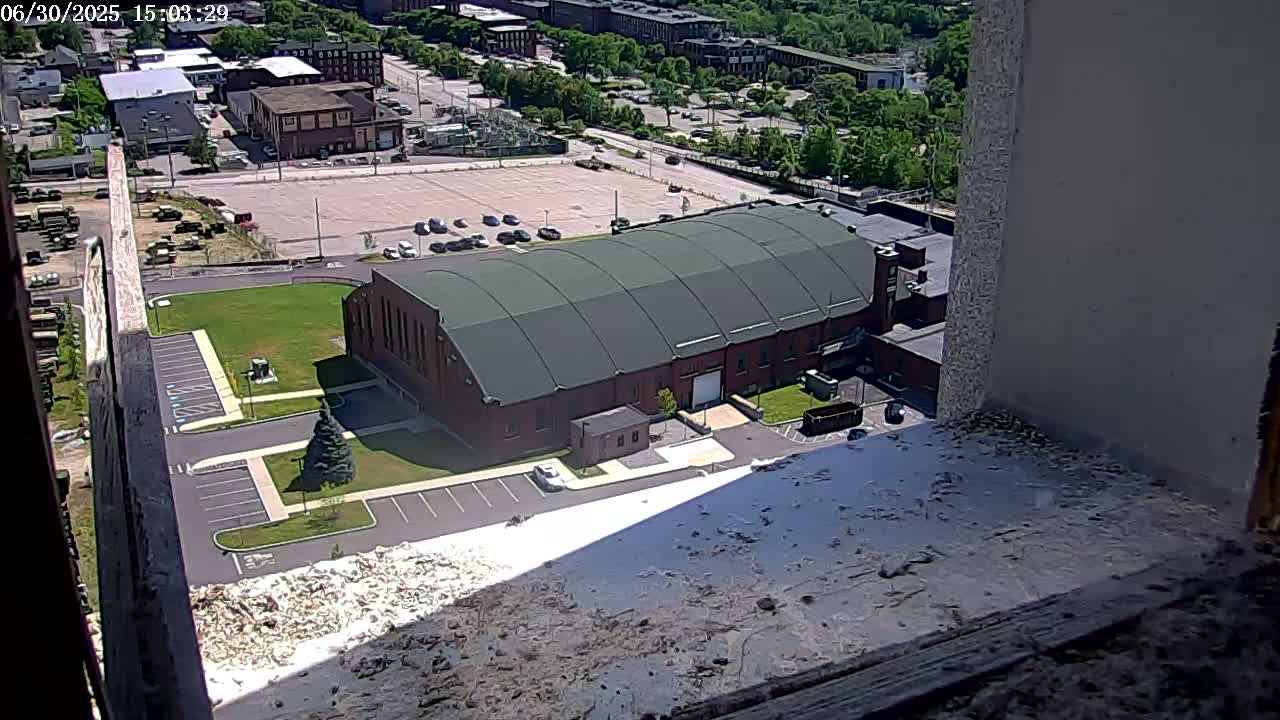 New Hampshire , Manchester City Skyline & Falcons Life Live Cam 2 - Manchester, Hillsborough, New Hampshire, USA