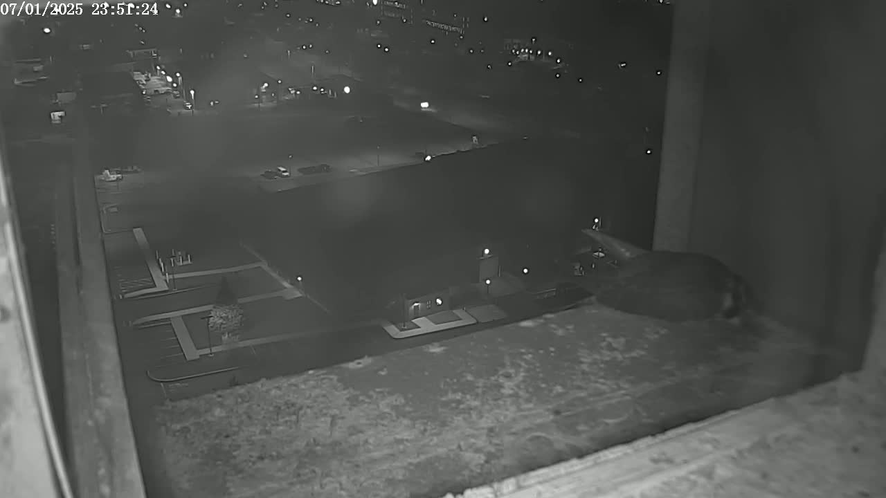New Hampshire , Manchester City Skyline & Falcons Life Live Cam 2 - Manchester, Hillsborough, New Hampshire, USA