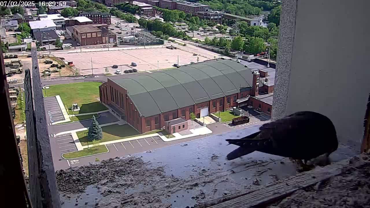 New Hampshire , Manchester City Skyline & Falcons Life Live Cam 2 - Manchester, Hillsborough, New Hampshire, USA