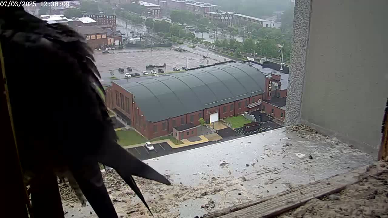 New Hampshire , Manchester City Skyline & Falcons Life Live Cam 2 - Manchester, Hillsborough, New Hampshire, USA