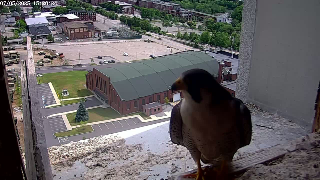New Hampshire , Manchester City Skyline & Falcons Life Live Cam 2 - Manchester, Hillsborough, New Hampshire, USA