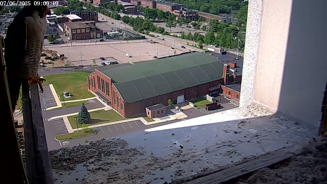 New Hampshire , Manchester City Skyline & Falcons Life Live Cam 2 - Manchester, Hillsborough, New Hampshire, USA