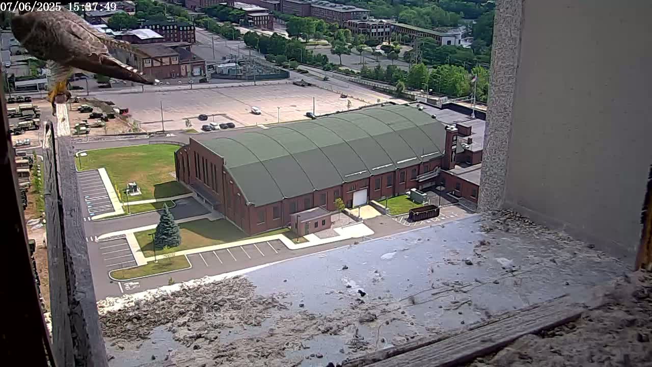 New Hampshire , Manchester City Skyline & Falcons Life Live Cam 2 - Manchester, Hillsborough, New Hampshire, USA