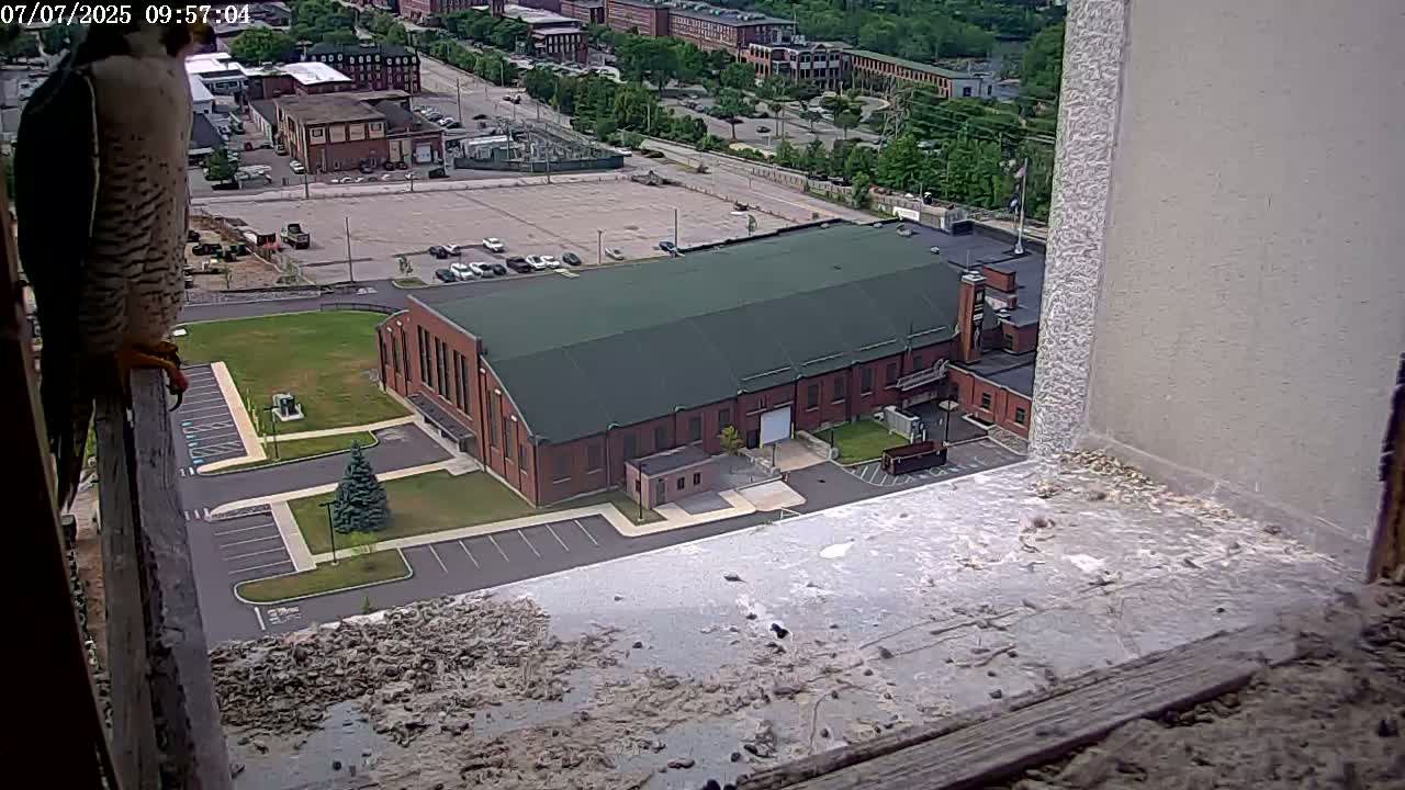 New Hampshire , Manchester City Skyline & Falcons Life Live Cam 2 - Manchester, Hillsborough, New Hampshire, USA