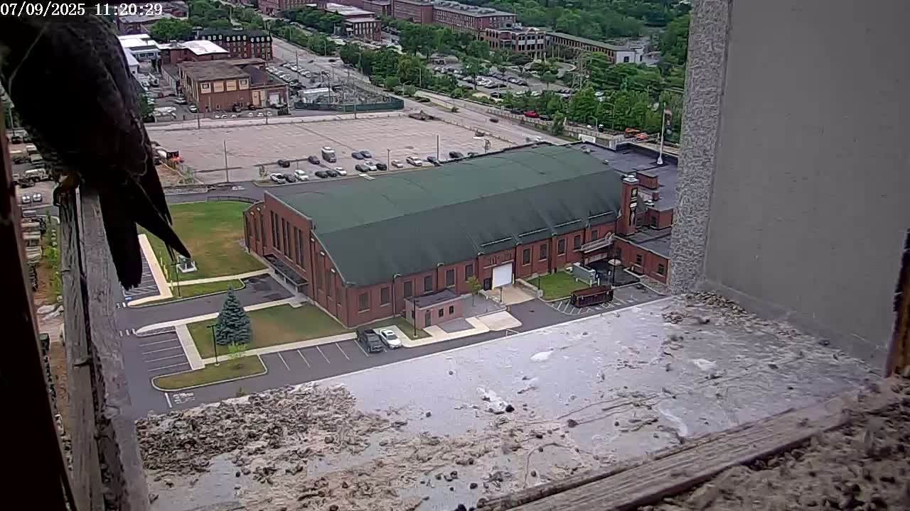 New Hampshire , Manchester City Skyline & Falcons Life Live Cam 2 - Manchester, Hillsborough, New Hampshire, USA