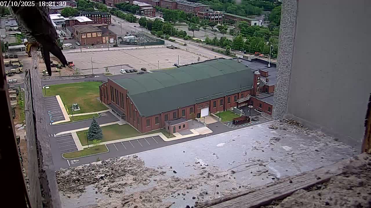 New Hampshire , Manchester City Skyline & Falcons Life Live Cam 2 - Manchester, Hillsborough, New Hampshire, USA
