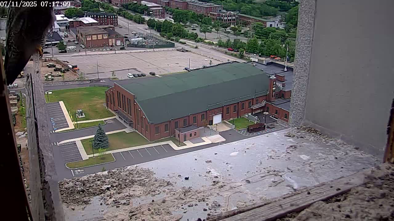 New Hampshire , Manchester City Skyline & Falcons Life Live Cam 2 - Manchester, Hillsborough, New Hampshire, USA