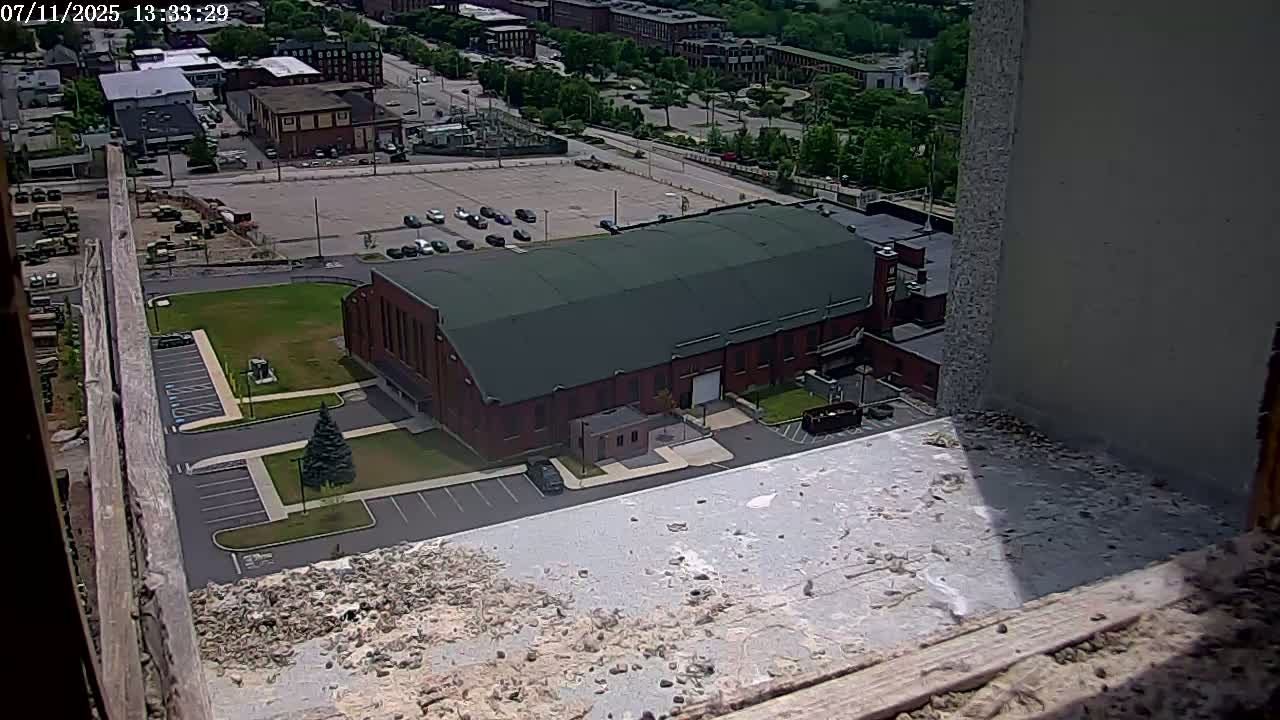 New Hampshire , Manchester City Skyline & Falcons Life Live Cam 2 - Manchester, Hillsborough, New Hampshire, USA