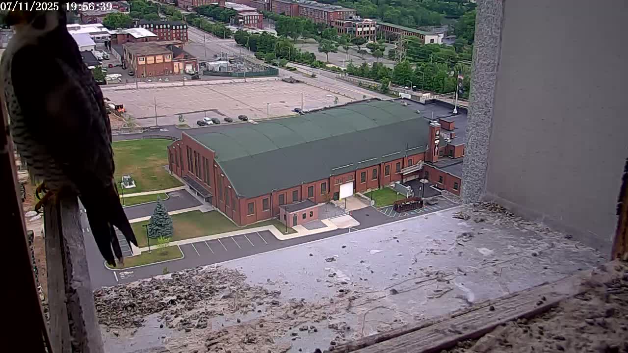 New Hampshire , Manchester City Skyline & Falcons Life Live Cam 2 - Manchester, Hillsborough, New Hampshire, USA