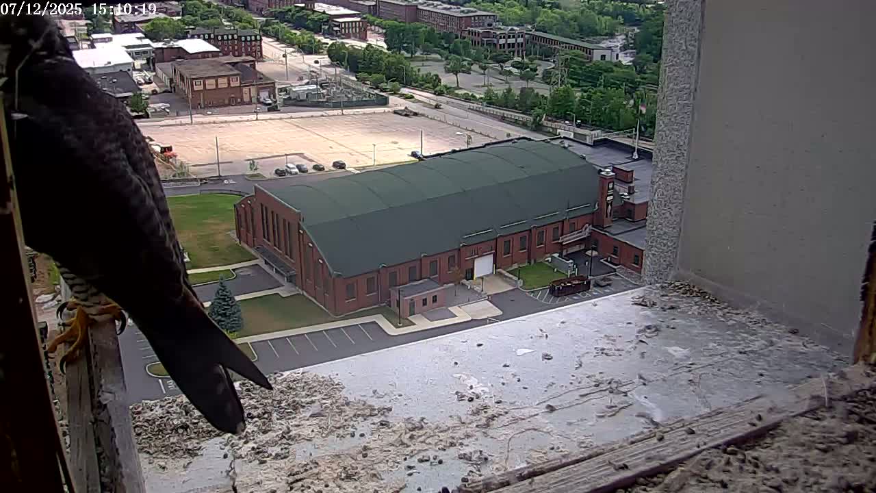 New Hampshire , Manchester City Skyline & Falcons Life Live Cam 2 - Manchester, Hillsborough, New Hampshire, USA