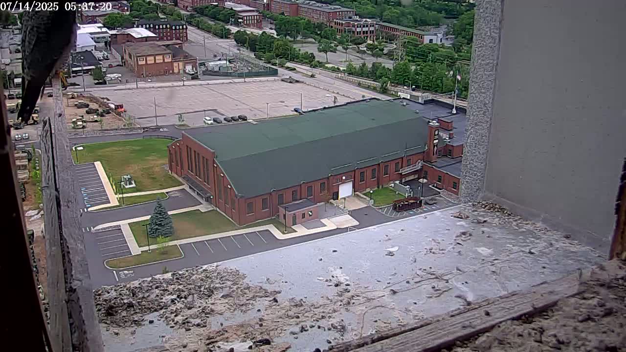 New Hampshire , Manchester City Skyline & Falcons Life Live Cam 2 - Manchester, Hillsborough, New Hampshire, USA