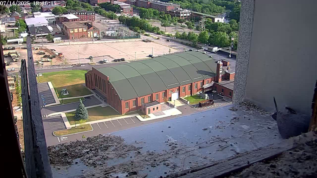 New Hampshire , Manchester City Skyline & Falcons Life Live Cam 2 - Manchester, Hillsborough, New Hampshire, USA