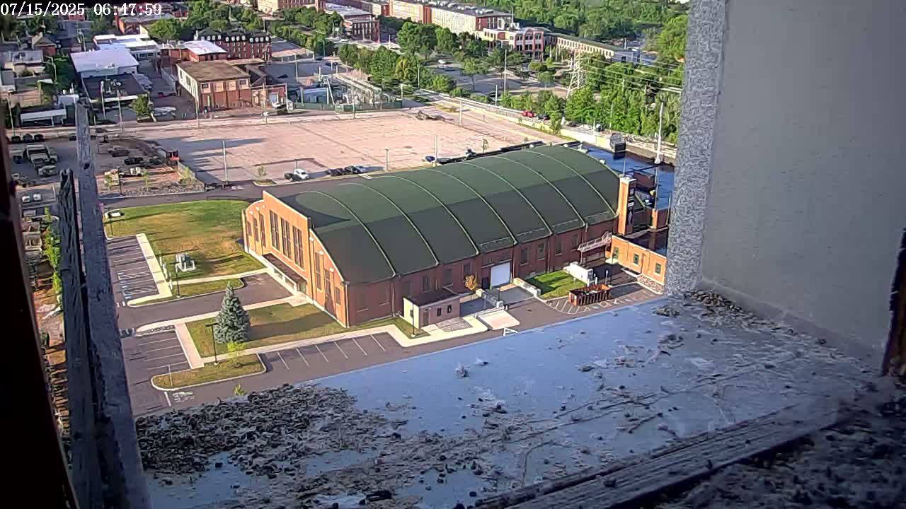 New Hampshire , Manchester City Skyline & Falcons Life Live Cam 2 - Manchester, Hillsborough, New Hampshire, USA