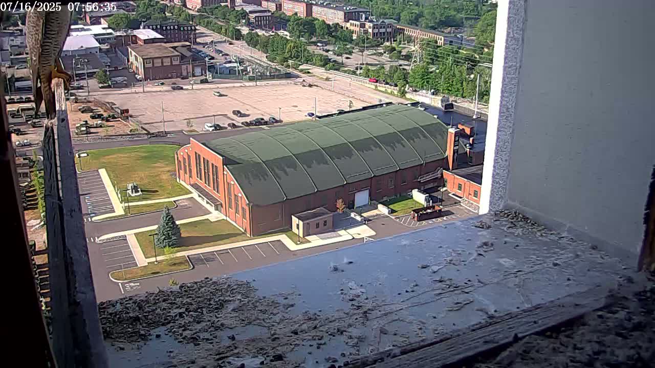 New Hampshire , Manchester City Skyline & Falcons Life Live Cam 2 - Manchester, Hillsborough, New Hampshire, USA