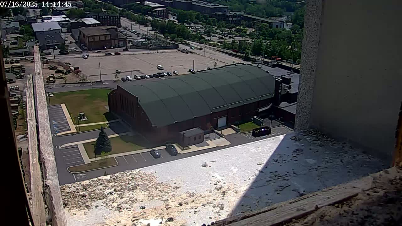 New Hampshire , Manchester City Skyline & Falcons Life Live Cam 2 - Manchester, Hillsborough, New Hampshire, USA