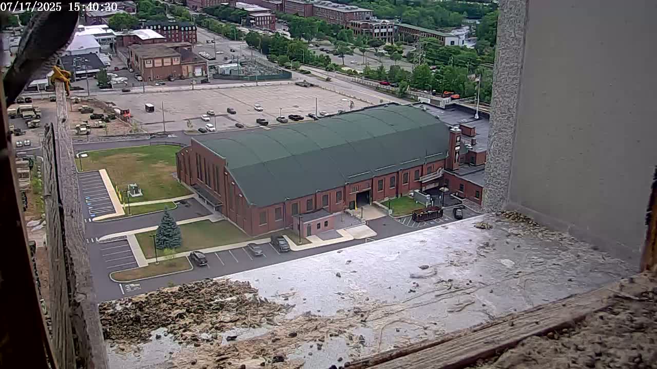 New Hampshire , Manchester City Skyline & Falcons Life Live Cam 2 - Manchester, Hillsborough, New Hampshire, USA