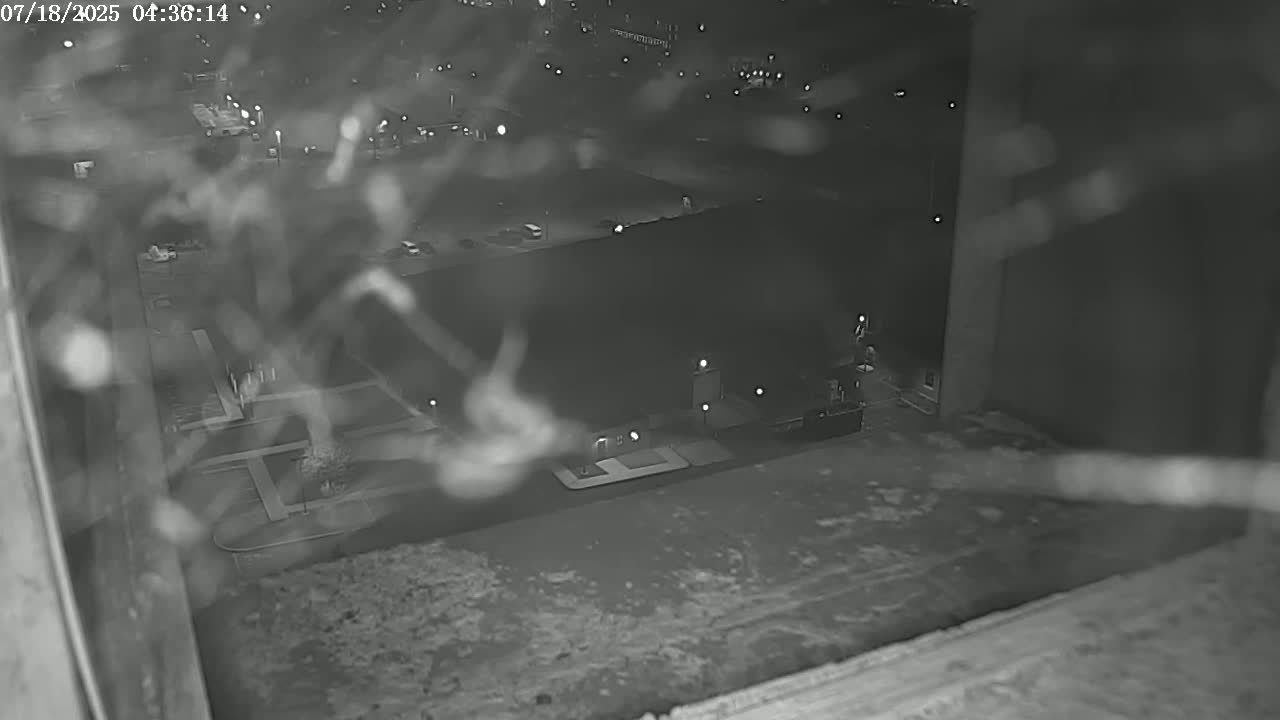 New Hampshire , Manchester City Skyline & Falcons Life Live Cam 2 - Manchester, Hillsborough, New Hampshire, USA