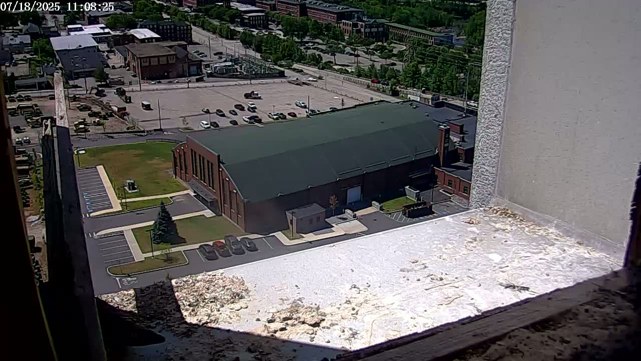 New Hampshire , Manchester City Skyline & Falcons Life Live Cam 2 - Manchester, Hillsborough, New Hampshire, USA