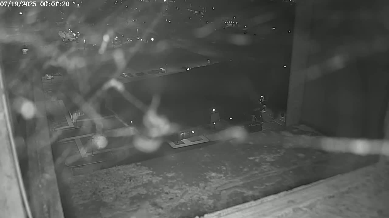 New Hampshire , Manchester City Skyline & Falcons Life Live Cam 2 - Manchester, Hillsborough, New Hampshire, USA
