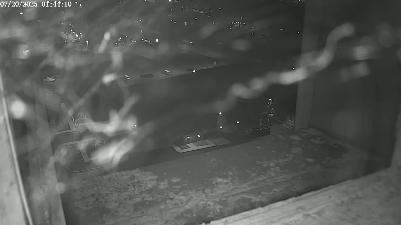 New Hampshire , Manchester City Skyline & Falcons Life Live Cam 2 - Manchester, Hillsborough, New Hampshire, USA