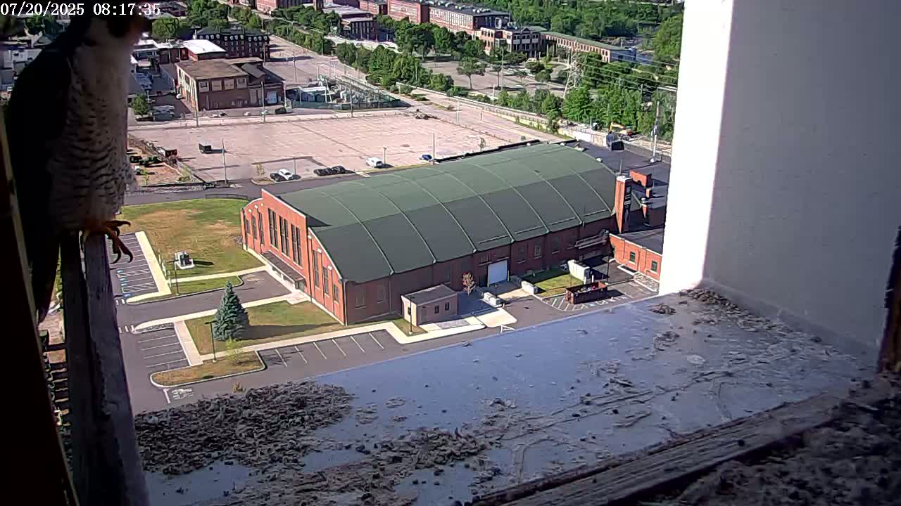 New Hampshire , Manchester City Skyline & Falcons Life Live Cam 2 - Manchester, Hillsborough, New Hampshire, USA