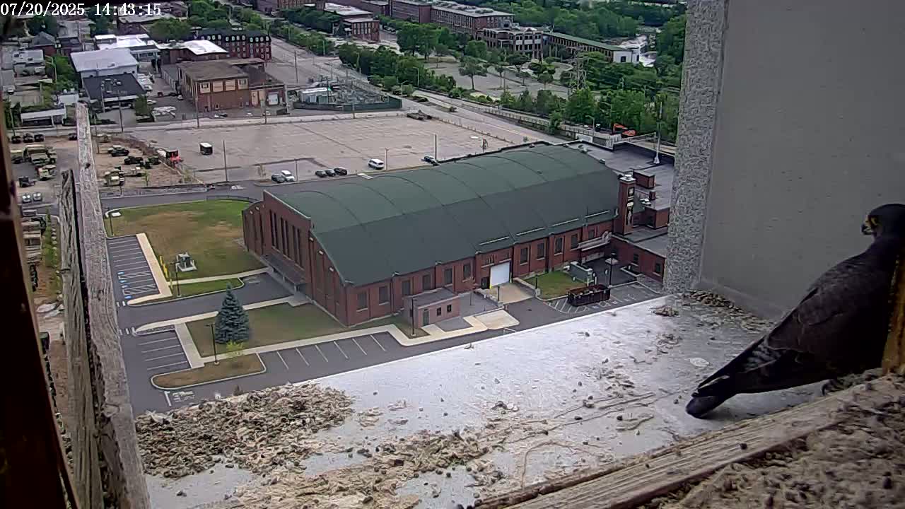 New Hampshire , Manchester City Skyline & Falcons Life Live Cam 2 - Manchester, Hillsborough, New Hampshire, USA