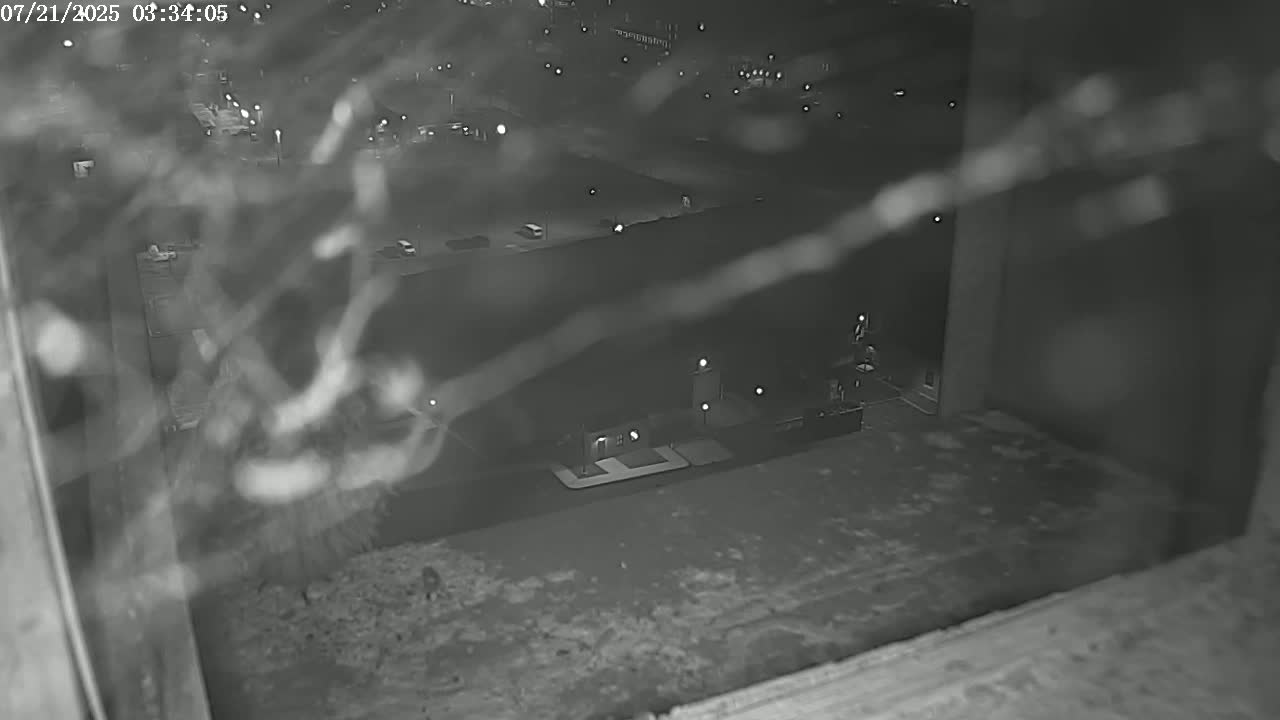 A nighttime view through a window shows a blurry, dimly lit parking lot and buildings, partially obscured by branches.