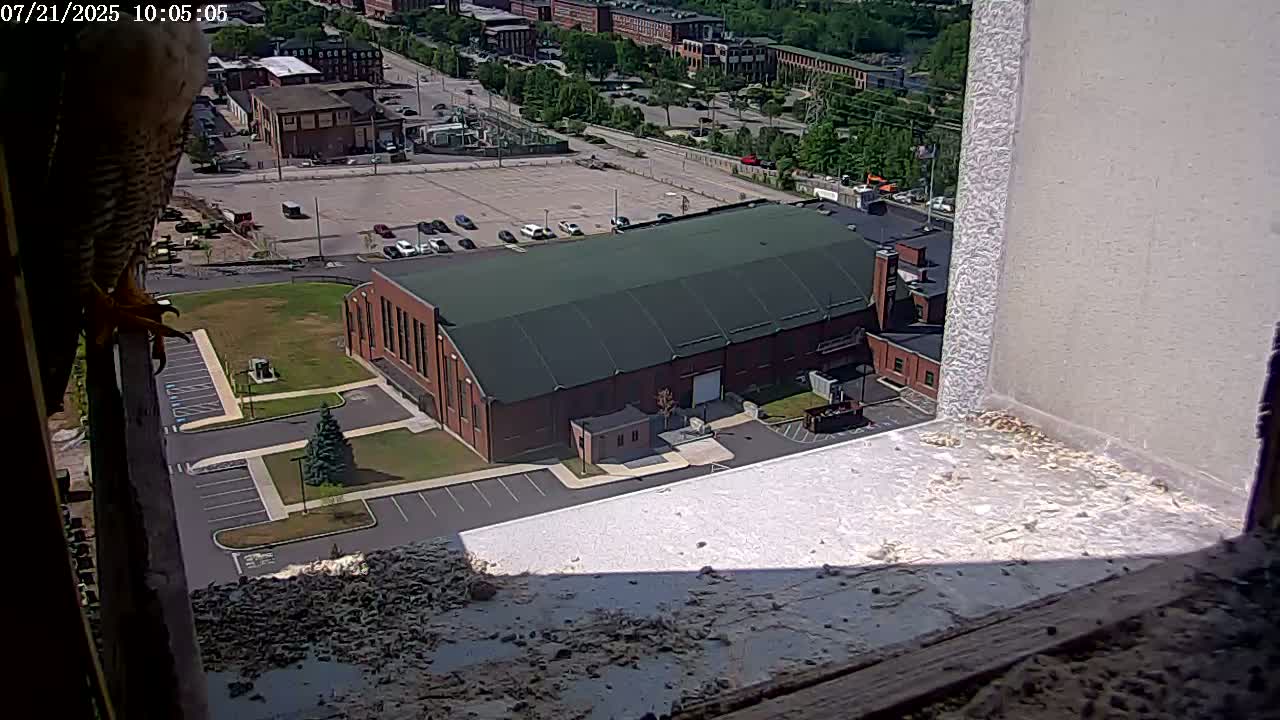 New Hampshire , Manchester City Skyline & Falcons Life Live Cam 2 - Manchester, Hillsborough, New Hampshire, USA