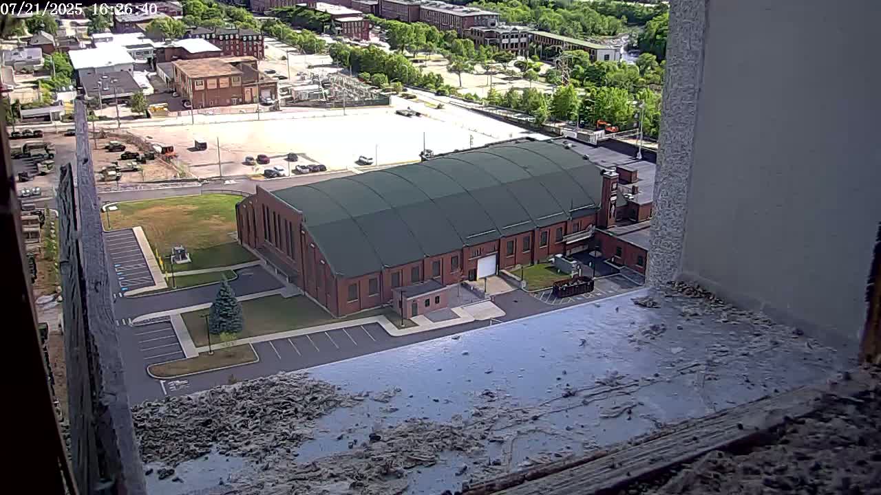 New Hampshire , Manchester City Skyline & Falcons Life Live Cam 2 - Manchester, Hillsborough, New Hampshire, USA