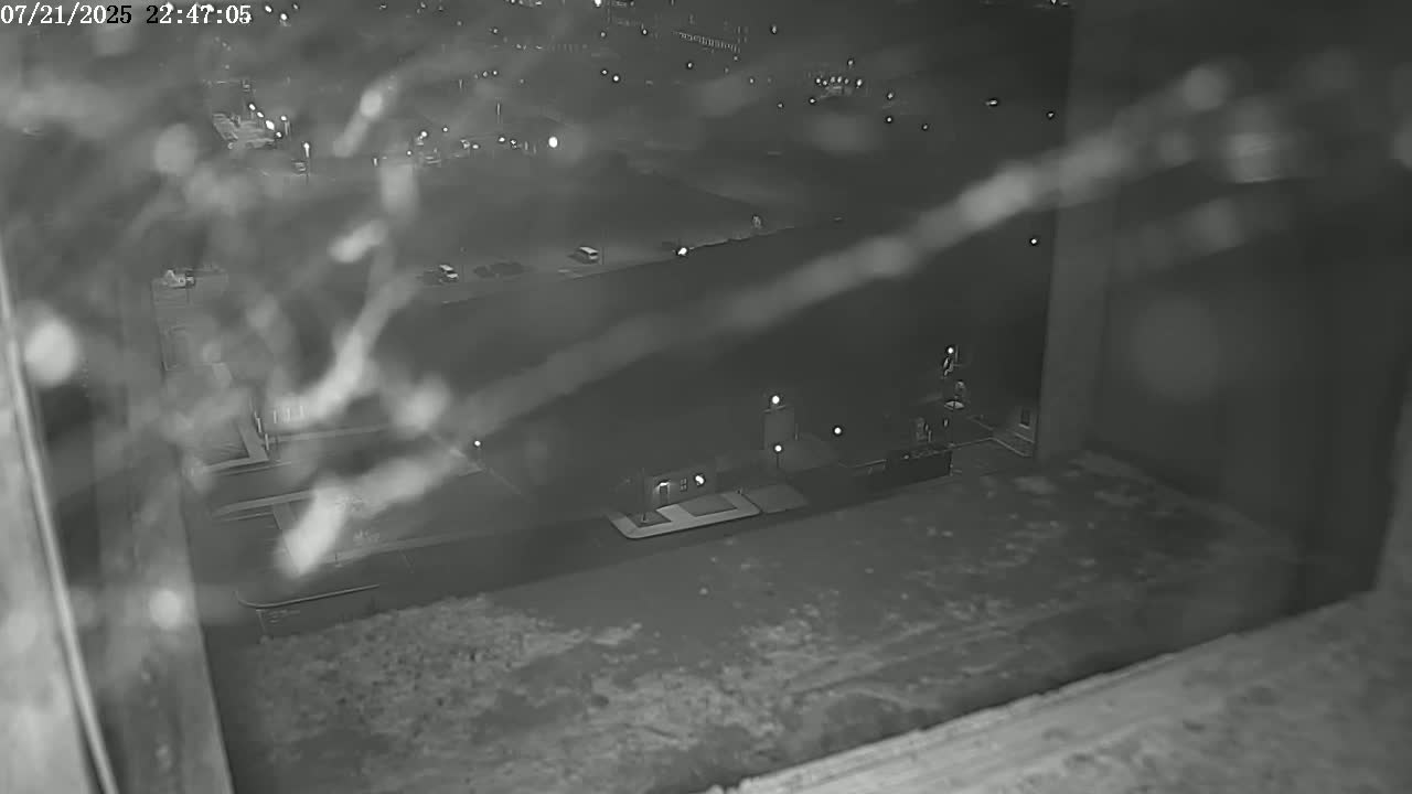 New Hampshire , Manchester City Skyline & Falcons Life Live Cam 2 - Manchester, Hillsborough, New Hampshire, USA