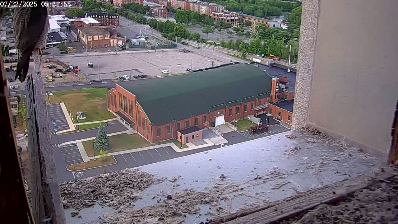 New Hampshire , Manchester City Skyline & Falcons Life Live Cam 2 - Manchester, Hillsborough, New Hampshire, USA